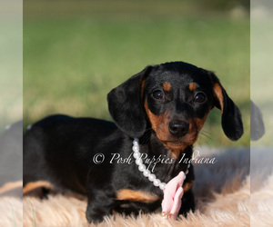 Medium Dachshund