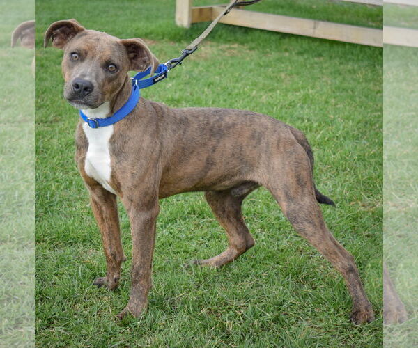 Medium Photo #2 American Staffordshire Terrier-Mountain Cur Mix Puppy For Sale in Huntley, IL, USA