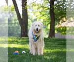 Small #1 Great Pyrenees Mix