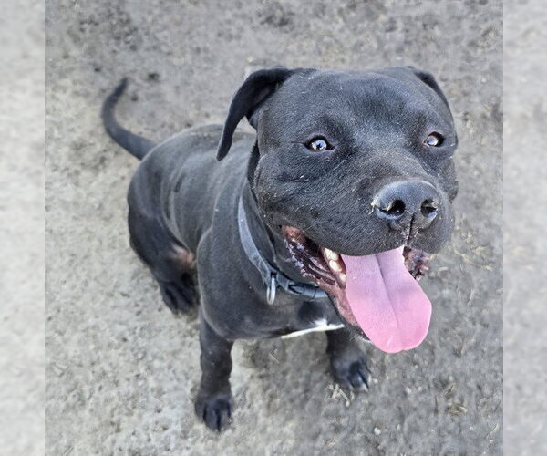 Medium Photo #1 Mutt Puppy For Sale in Riverside, CA, USA