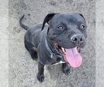 TAP TAP - Male Mutt Dog for Adoption - Small photo