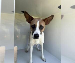 Mutt Dogs for adoption in Houston, TX, USA