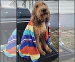 Small Photo #1 Goldendoodle Puppy For Sale in MONTICELLO, FL, USA