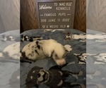 Small Photo #9 Welsh Cardigan Corgi Puppy For Sale in SUN PRAIRIE, WI, USA