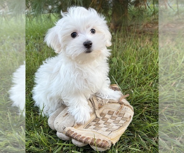 Medium Photo #3 Maltese Puppy For Sale in MIDDLEBURY, IN, USA