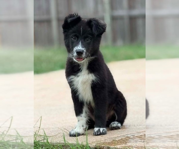 Medium Photo #3 Border Collie-Unknown Mix Puppy For Sale in Canton, CT, USA