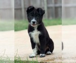 Small #2 Border Collie Mix