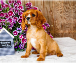 Small #3 Cavalier King Charles Spaniel