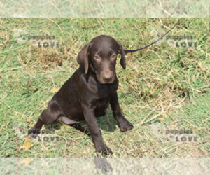 Labrador Retriever Puppy for sale in SANGER, TX, USA