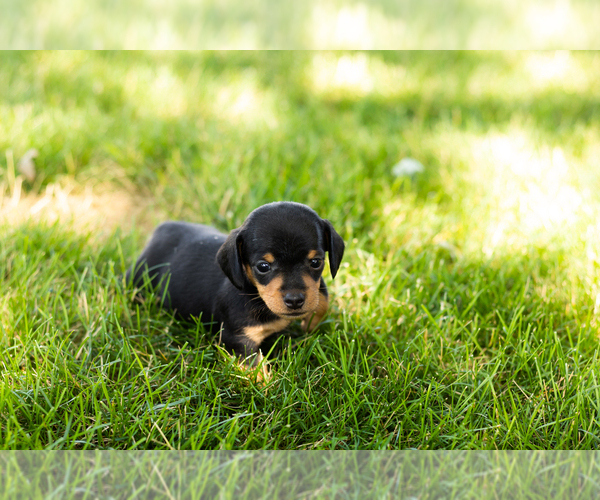 Medium Photo #4 Dachshund Puppy For Sale in NAPPANEE, IN, USA