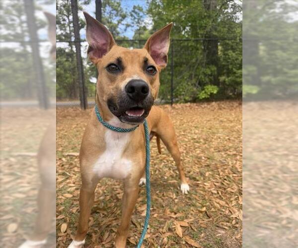 Medium Photo #2 Mutt Puppy For Sale in Mobile, AL, USA