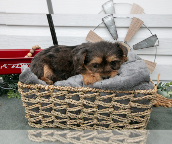 Medium Photo #2 YorkiePoo Puppy For Sale in BERNE, IN, USA
