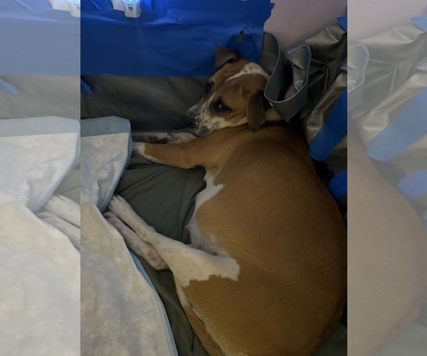 Medium Photo #7 Mutt Puppy For Sale in Holly Springs, NC, USA