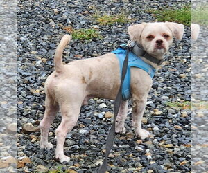 Shih Tzu Dogs for adoption in Walnutport, PA, USA