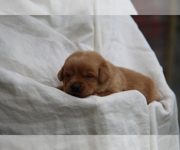 Medium Photo #55 Labrador Retriever Puppy For Sale in HYDE PARK, VT, USA