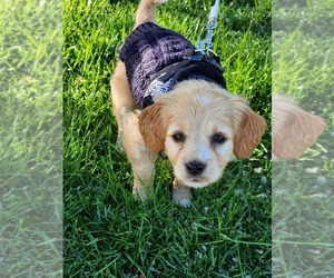 Cavapoo Puppy for sale in MILWAUKEE, WI, USA