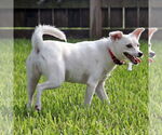 Small #2 American Eskimo Dog Mix