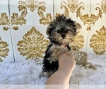 Small Photo #28 Yorkshire Terrier Puppy For Sale in HAYWARD, CA, USA