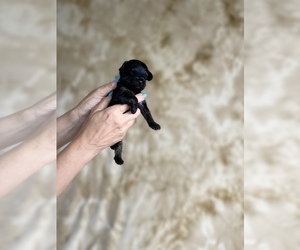 YorkiePoo Puppy for sale in FENTON, MI, USA