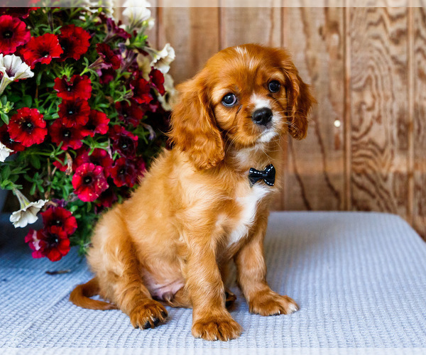 Medium Photo #2 Cavalier King Charles Spaniel Puppy For Sale in WAKARUSA, IN, USA
