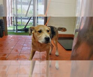 American Pit Bull Terrier-Australian Shepherd Mix Dogs for adoption in Camarillo, CA, USA