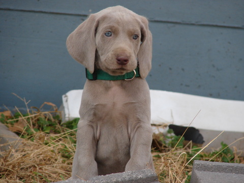 Medium Photo #3 Weimaraner Puppy For Sale in AMORITA, OK, USA