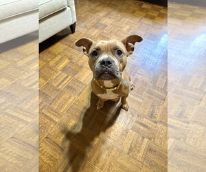 American Staffordshire Terrier-Unknown Mix Dogs for adoption in Holly Springs, NC, USA