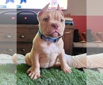 Small Photo #1 American Bully Puppy For Sale in SAN JOSE, CA, USA