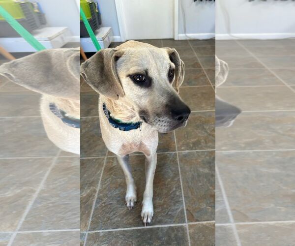 Medium Photo #4 Labrador Retriever-Unknown Mix Puppy For Sale in Monticello, MS, USA