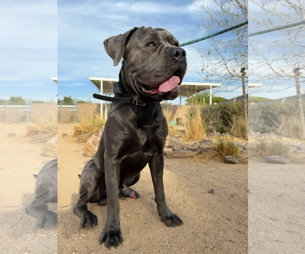 Medium Photo #6 Mutt Puppy For Sale in Goodyear, AZ, USA