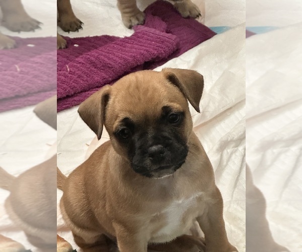 Medium Photo #4 French Bulldog-French Bullhuahua Mix Puppy For Sale in SHEPHERD, MT, USA