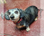 Small #7 Dachshund