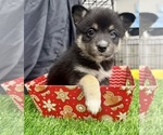 Small Photo #26 Pomsky-Shiba Inu Mix Puppy For Sale in NASHUA, NH, USA
