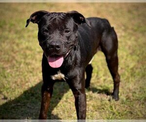 American Pit Bull Terrier-Unknown Mix Dogs for adoption in St. Cloud, FL, USA