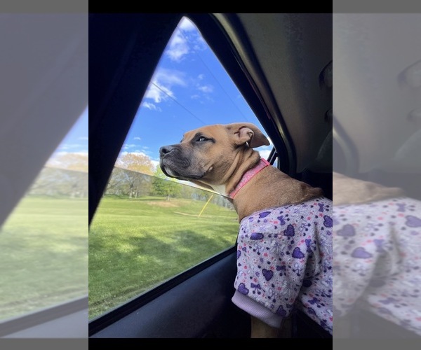 Medium Photo #6 American Pit Bull Terrier Puppy For Sale in CHESWICK, PA, USA