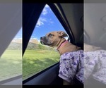 Hazel - Female American Pit Bull Terrier Dog for Adoption - Photo #6
