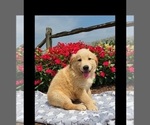 Small Photo #8 Golden Retriever Puppy For Sale in MILLERSBURG, IN, USA