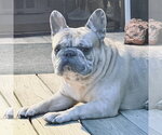 Small #1 French Bulldog