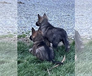 German Shepherd Dog Puppy for Sale in CENTERBURG, Ohio USA