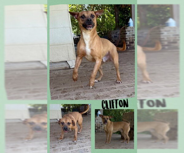 Medium Photo #9 Boxer-Unknown Mix Puppy For Sale in Woodbury, NY, USA