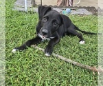 Ashley - Female English Cream Golden Retriever-German Shepherd Dog Mix Puppy for Sale - Photo #10