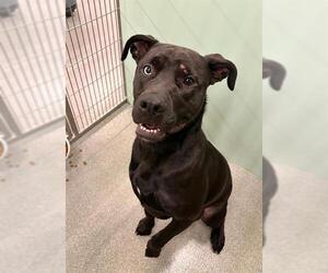 Labrador Retriever-Unknown Mix Dogs for adoption in Palmetto, FL, USA