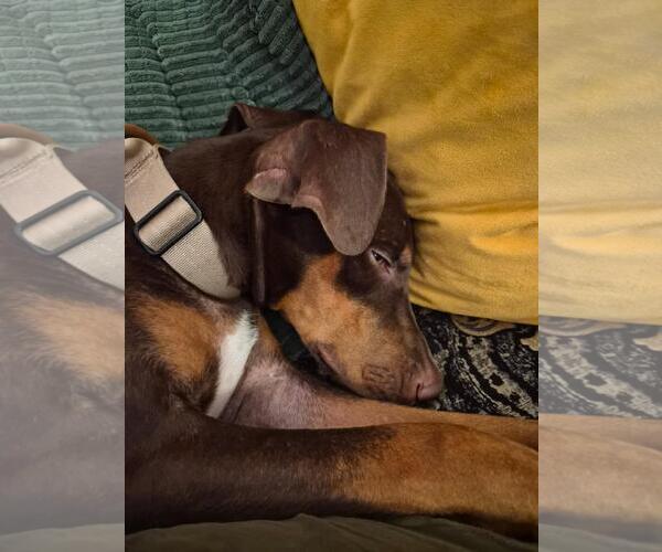 Medium Photo #5 Doberman Pinscher Puppy For Sale in Minneaoplis, MN, USA