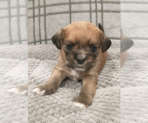 Medium Puggle-Shih Tzu Mix