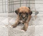 Small Photo #41 Puggle-Shih Tzu Mix Puppy For Sale in NEW YORK MILLS, MN, USA