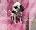 Small #1 Dalmatian
