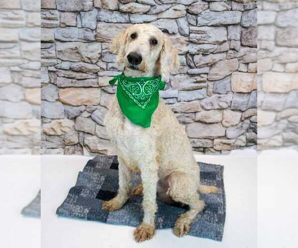 Medium Photo #4 Labradoodle Puppy For Sale in Kennesaw, GA, USA