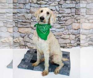 Salvatore - Male Labradoodle Dog for Adoption - Photo #4