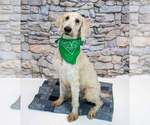Small Photo #4 Labradoodle Puppy For Sale in Kennesaw, GA, USA