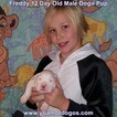 Small Photo #45 Dogo Argentino Puppy For Sale in JANE, MO, USA